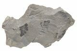 Pennsylvanian Fossil Fern (Neuropteris) Plate - Kentucky #224626-1